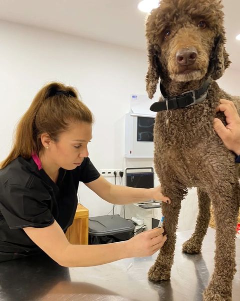 Κτηνιατρείο - Grooming - Μύκονος - Vetandgroomer